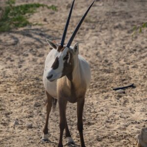 Oryx in Dhahran Cantuary