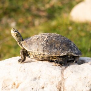 Turtle In The Dhahran Duck Pond