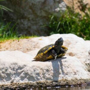 Turtle In The Dhahran Duck Pond