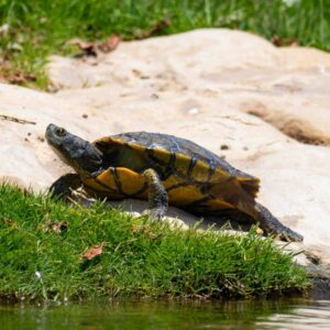 Turtle In The Dhahran Duck Pond