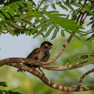 Common Myna
