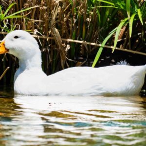 White Duck