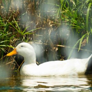 White Duck
