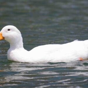White Duck