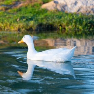 White Duck