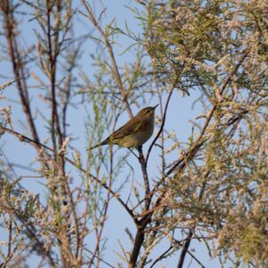 Common Chiffchaff