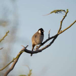 White-eared Bulbul