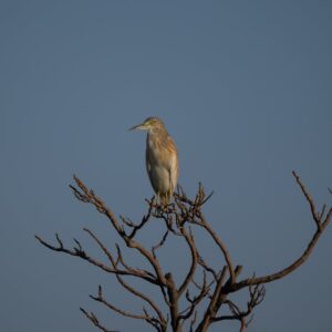Squacco Heron