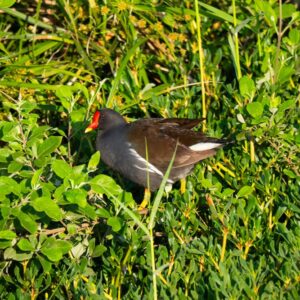 Common Moorhen