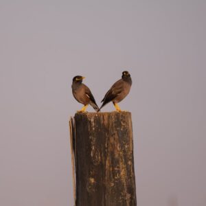 Common Mynas