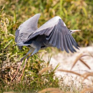 Flying Grey Heron