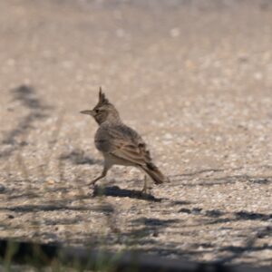 Crested Lark