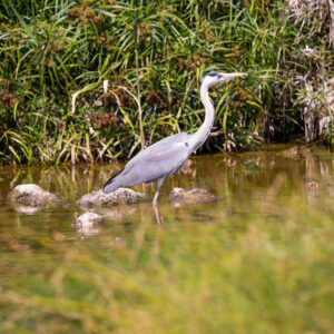 Grey Heron