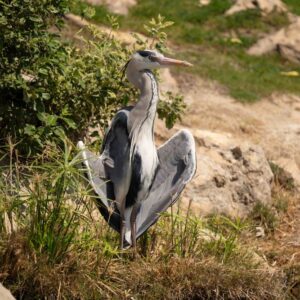 Grey Heron