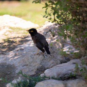 Common Myna