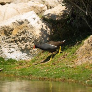 Common Moorhen