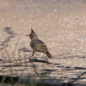 Crested Lark