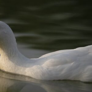 White Duck