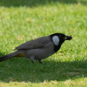 White-eared Bulbul Having Lunch