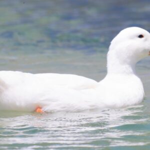 White Duck