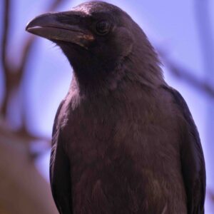 Crow