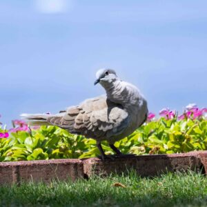 White Collared Dove