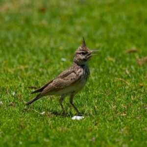 Crested Lark