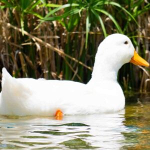 White Duck