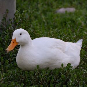 White Duck